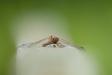 _IMG7745 copy.jpg